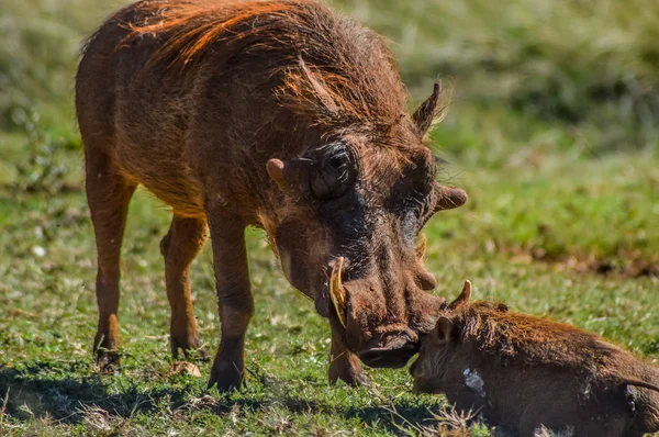 Common Warthog or Pumba interacting and playing in a South African game reserve — Stock Photo, Image