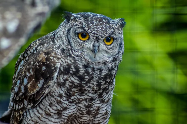 Retrato closeup de uma coruja de águia manchada bonito e bonito em um zoológico na África do Sul — Fotografia de Stock