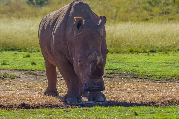 Foto artística de un toro blanco Rinoceronte en peligro de extinción en una reserva de caza en Johannesburgo Sudáfrica — Foto de Stock