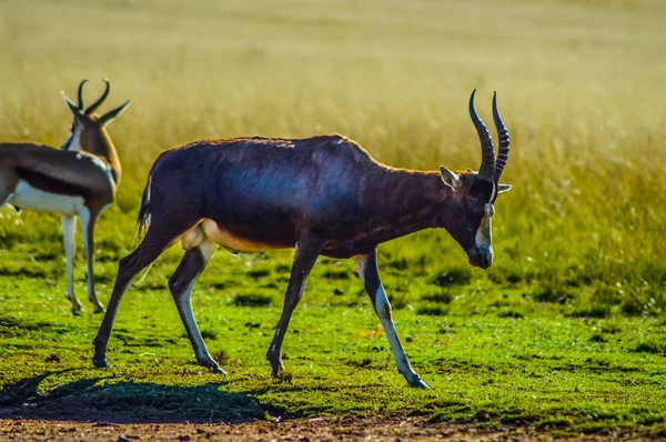 Портрет общей антилопы Цессебе (Damaliscus lunatus) в Йоханнесбургском заповеднике ЮАР — стоковое фото