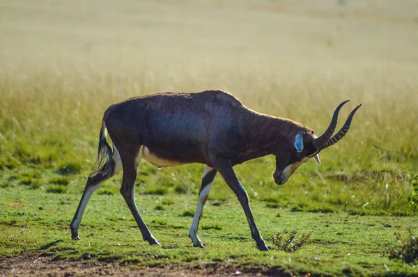 约翰内斯堡野生动物保护区南非常见的采塞贝（达马利斯库斯·卢纳图斯）羚羊的肖像 — 图库照片