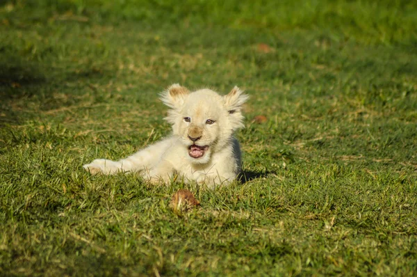 Cute African white lion cubs in Rhino and Lion nature reserve in South Africa