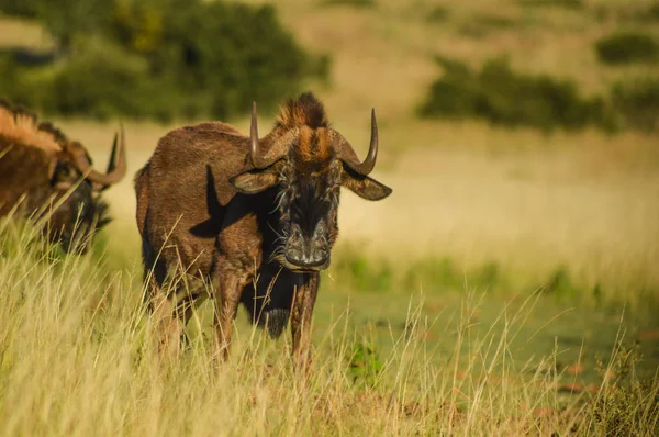 Samiec brązowy GNU w rezerwacie gier w RPA — Zdjęcie stockowe
