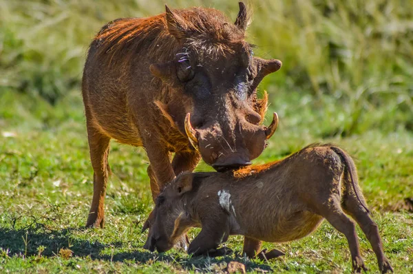 Common Warthog or Pumba interacting and playing in a South African game reserve — Stock Photo, Image