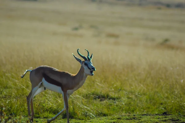 Portret van een geïsoleerd Springbok nationaal dier uit Zuid-Afrika — Stockfoto