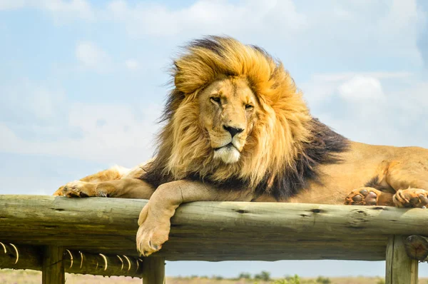 Close-up van een majestueuze jonge bruine Leeuw tijdens een Zuid-Afrikaanse Safari — Stockfoto