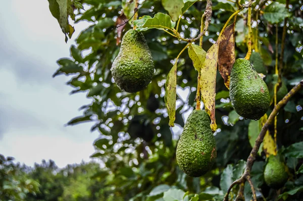 Färsk rå ekologisk grön Hass avokado på en gård träd i Mpumalanga Sydafrika — Stockfoto