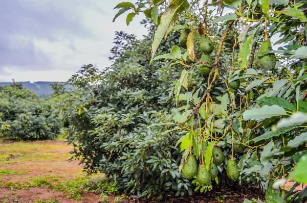 Świeży surowy ekologiczny Zielony Hass Avocado na drzewie farmy w Mpumalanga w RPA — Zdjęcie stockowe