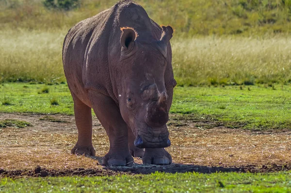 Художня фотографія, що знаходяться під загрозою зникнення чоловічого бика білий носоріг в грі резерву в Йоганнесбурзі, Південна Африка — стокове фото