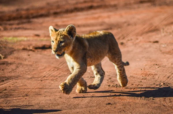 Schattig en schattig bruine Leeuw Cubs rennen en spelen in een wildreservaat in Johannesburg Zuid-Afrika — Stockfoto