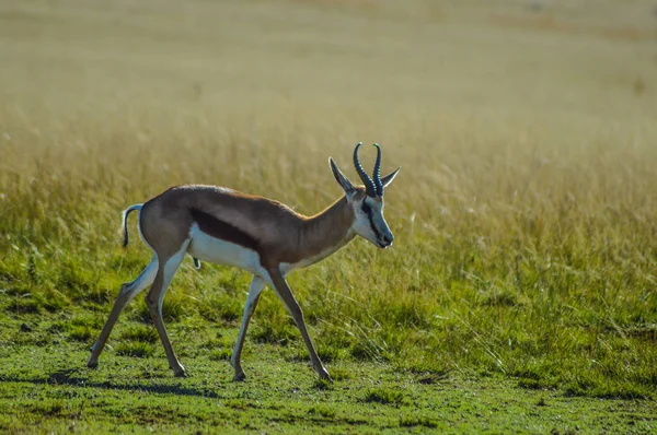 Portret van een geïsoleerd Springbok nationaal dier uit Zuid-Afrika — Stockfoto