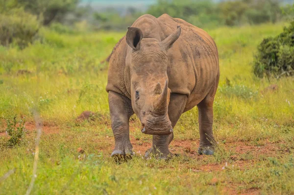 Портрет милий чоловічого bull білий носоріг або носоріг у групі — стокове фото