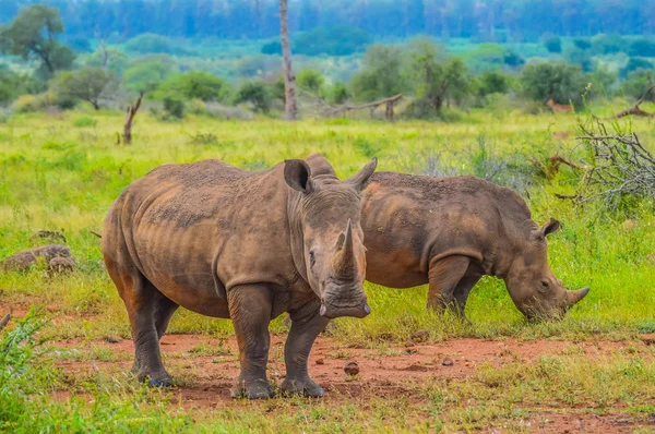 Retrato de touro macho bonito branco Rhino ou Rhinoceros em um grupo — Fotografia de Stock