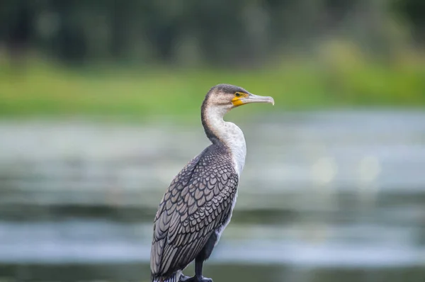 Nádherný bílý kormorant, který sušoval křídla v panickém jezeru Kruger Jihoafrická — Stock fotografie