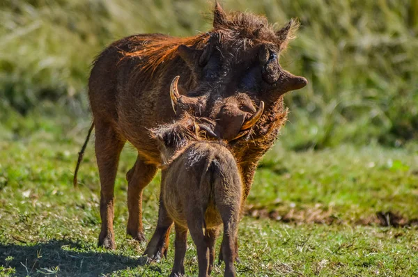 Warthog o Pumba comuni che interagiscono e giocano in una riserva di gioco sudafricana — Foto Stock