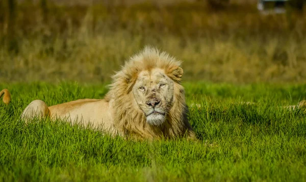 Gran orgullo del león blanco africano en la reserva natural de rinoceronte y león en Sudáfrica — Foto de Stock