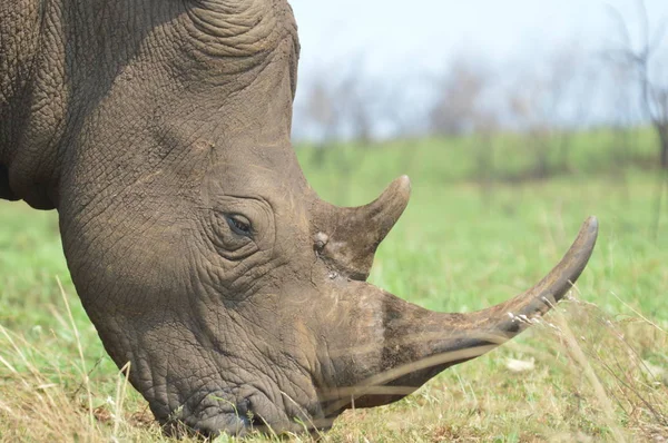 Muž býk roztomilý White Rhino nebo nosorožce v game reserve v Jižní Africe — Stock fotografie