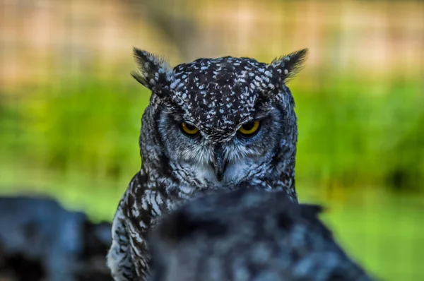 Retrato primer plano de un lindo y hermoso búho águila manchada en un zoológico en Sudáfrica — Foto de Stock