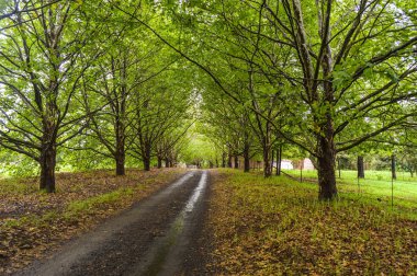 Güney Afrika'da Yeşil yağmur ormanı