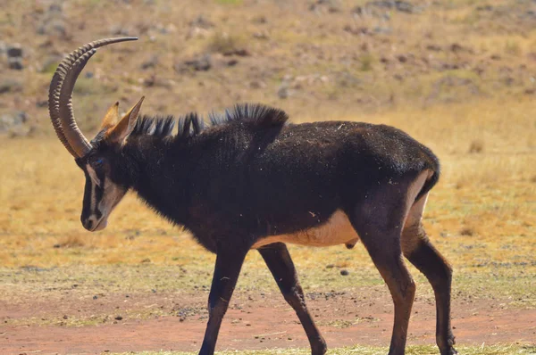 Portret van een schattig Sabelantilope in een wildpark — Stockfoto