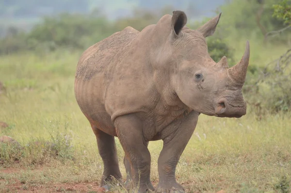 Retrato de macho lindo blanco Rhino o rinoceronte en un grupo en el parque nacional de kruger mayor durante un safari en Sudáfrica — Foto de Stock
