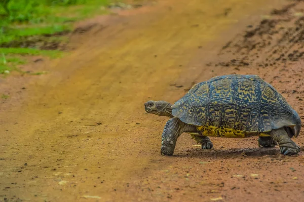 Sevimli küçük leopar kaplumbağa oyunu rese toprak yol üzerinde tarama — Stok fotoğraf