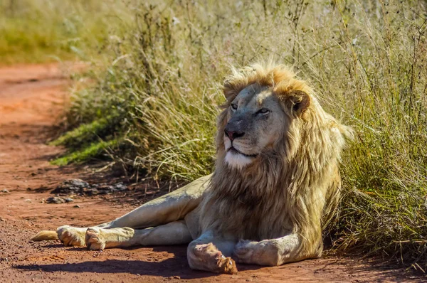 Big African white lion pride in Rhino and lion nature reserve in South Africa — Stock Photo, Image
