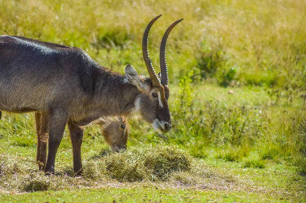 Familia de antílopes waterbuck o water buck en una reserva natural sudafricana —  Fotos de Stock