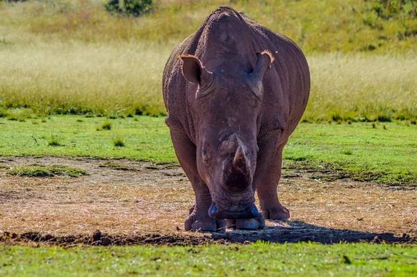 Художественное фото вымирающего самца быка белого носорога в игровом заповеднике в Йоханнесбурге, ЮАР — стоковое фото