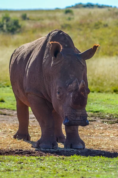 Umělecká fotka, ohrožený býčí bílý nosorožci ve herní rezervaci v Johannesburgu v Jižní Africe — Stock fotografie