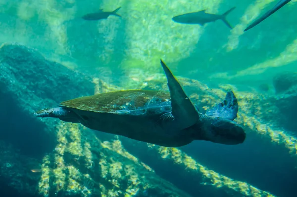 Uşak Durban'da su altında yüzen dev deniz kaplumbağası — Stok fotoğraf