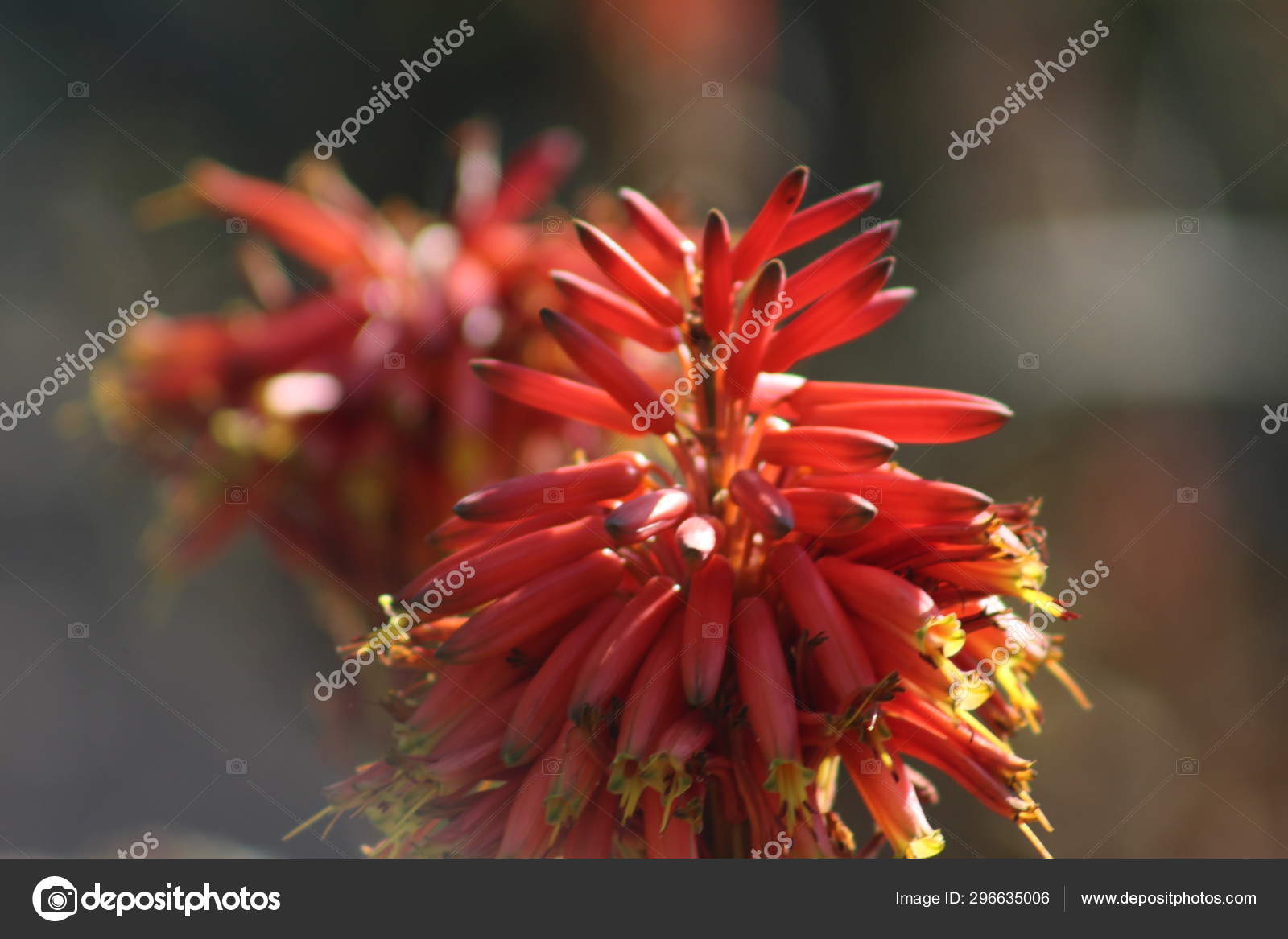 Aloe Vera Red Flower Bloom In A Botanical Garden In South Africa