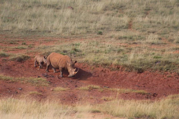Dirty Cute White Rhino or Rhinoceros walking away with a tiny baby/calf in a game reserve in South Africa