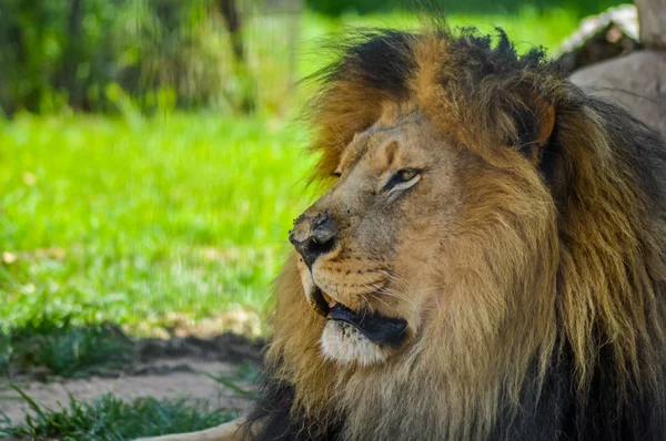 Egy aranyos nagy fiatal barna oroszlán pihen az egy játék reserve, Dél-afrikai Köztársaság — Stock Fotó