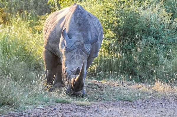 Alert and charging male bull white Rhino or Rhinoceros in a game reserve during safari in South Africa — Stock Photo, Image