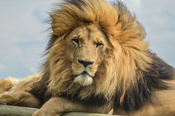 Fechar-se de um majestoso leão marrom jovem durante um safari sul-africano — Fotografia de Stock