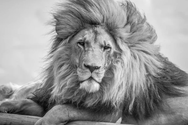 Κοντινό πλάνο του μια μεγαλοπρεπή νεαρό λιοντάρι καφέ κατά τη διάρκεια μια Safari της Νότιας Αφρικής — Φωτογραφία Αρχείου