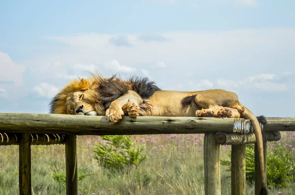 Primer plano de un majestuoso león marrón joven durante un safari sudafricano — Foto de Stock