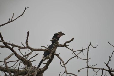 Izole Trompetçi hornbill Umkhuze oyun rezerv Güney Afrika'da bir ağaca tünemiş