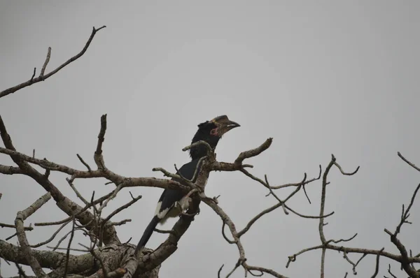 Isolerad trumpetare Hornbill uppflugen på ett träd i Umkhuze Game Reserve Sydafrika — Stockfoto