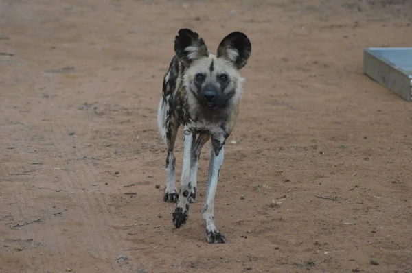 Retrato de un perro salvaje africano en el parque nacional Kruger — Foto de Stock