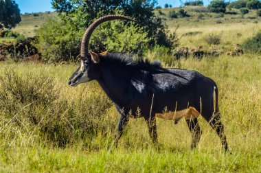 Closeup portrait of a cute and majestic Sable antelope in Johannesburg game reserve South Africa clipart