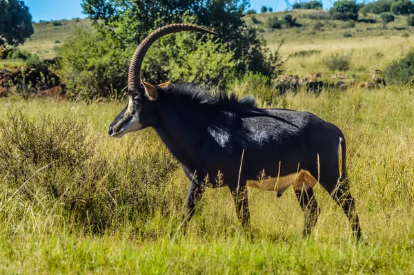 Retrato de primer plano de un lindo y majestuoso antílope Sable en la reserva de caza de Johannesburgo Sudáfrica —  Fotos de Stock