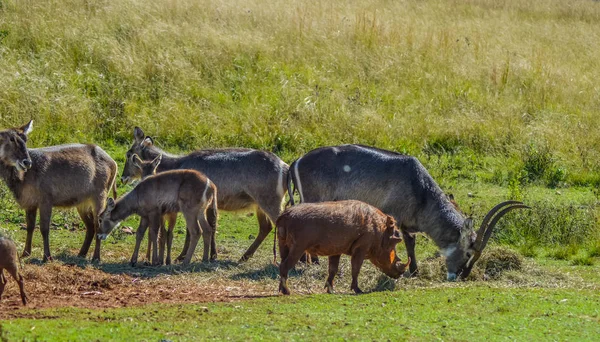 Family of waterbuck or water buck antelopes in a South African nature reserve — Stock Photo, Image