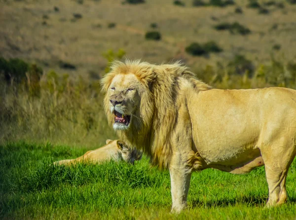 Μεγάλο αφρικανικό λευκό λιοντάρι υπερηφάνεια στο ρινόκερο και λιοντάρι φυσικό καταφύγιο στη Νότια Αφρική — Φωτογραφία Αρχείου