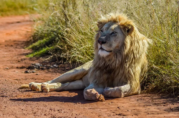 Großer afrikanischer weißer Löwe stolz auf Nashorn und Löwe Naturschutzgebiet in Südafrika — Stockfoto