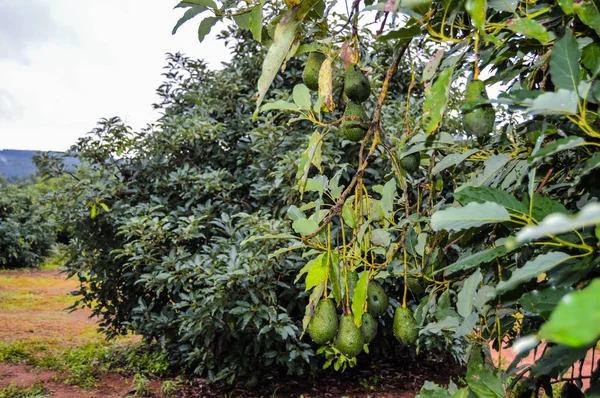 Verde orgânico cru fresco Hass Abacate em uma árvore de fazenda em Mpumalanga África do Sul — Fotografia de Stock