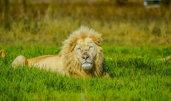Gran orgullo del león blanco africano en la reserva natural de rinoceronte y león en Sudáfrica — Foto de Stock