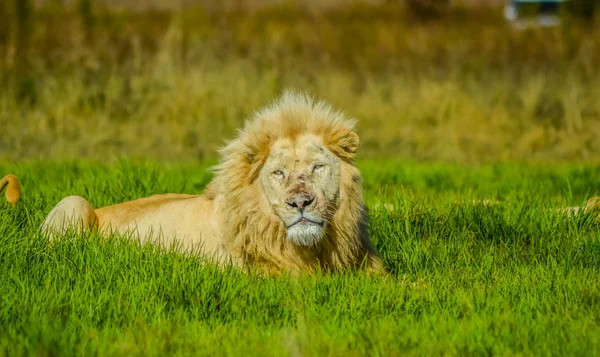 Großer afrikanischer weißer Löwe stolz auf Nashorn und Löwe Naturschutzgebiet in Südafrika — Stockfoto