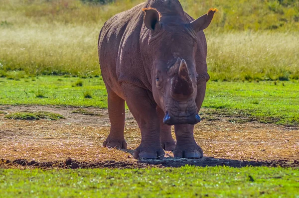 Artistic photo of a, endangered male bull white Rhinoceros in a game reserve in Johannesburg South Africa — Stock Photo, Image